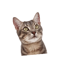 Meru_Miaows