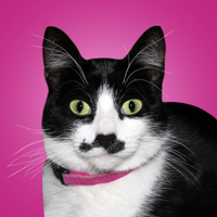 miciathecat