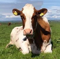 MossgielFarmMilk