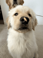 MyGoldensLife