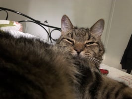TheOdiecat