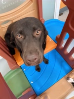 PawSweetPaw