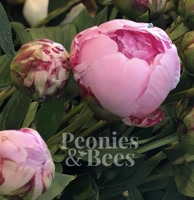 Peoniesandbees