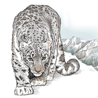 SnowLeopardConservancy