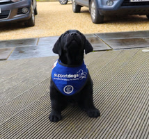 Supportdogsuk