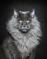 Cats_Puppies_Tatin7