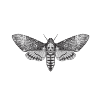 TheWildCuriosity