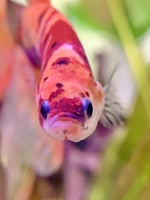 Thehappybetta