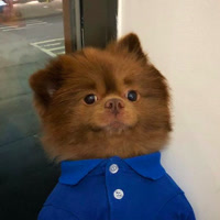 bertiebertthepom