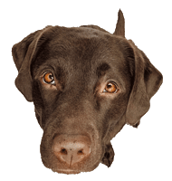 chocolatelab_bailey