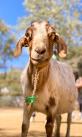 gentlebarn