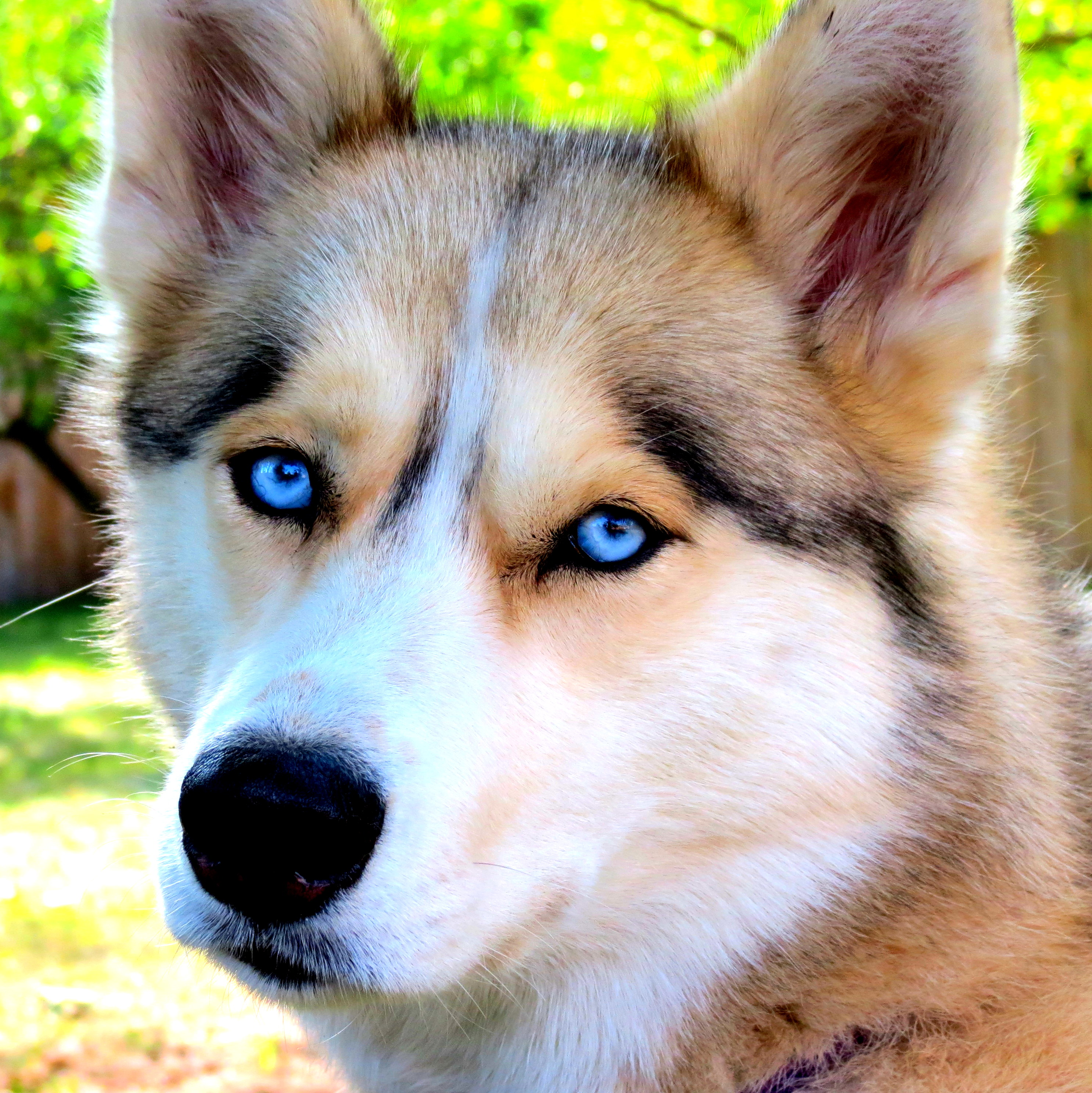 Порода собак с голубыми глазами. Хаски гетерохромия. Австралийская овчарка гетерохромия. Хаски собака голубоглазая. Порода хаски с голубыми глазами.