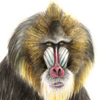 illustraciencia