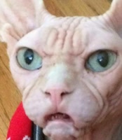jjamitis