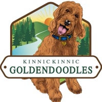 kinnigoldendoodles