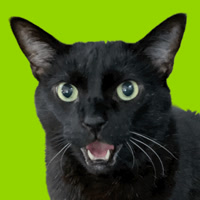 mannycat