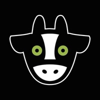 mucca