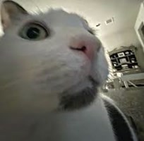 masterchadway