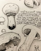 mycelarium