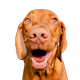 mydogmendo