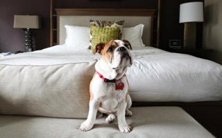 pawbookingco