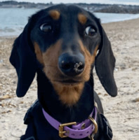 piper_the_dachshund_uk