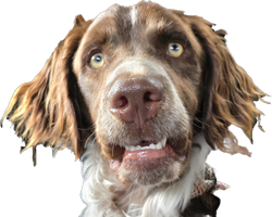 prouddogsbyfritz