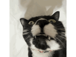 scrimpusthecat
