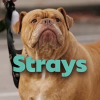 straystv