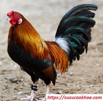 susucaokhoe