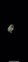 twoborbs