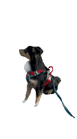 worldtravelerdog