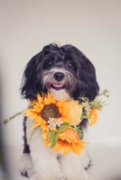 yellowlabpetphoto
