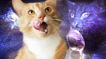 yody_cat