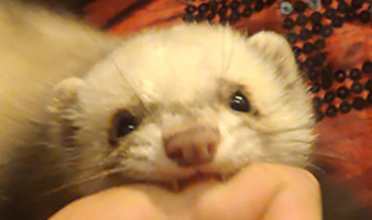 EddieFerret