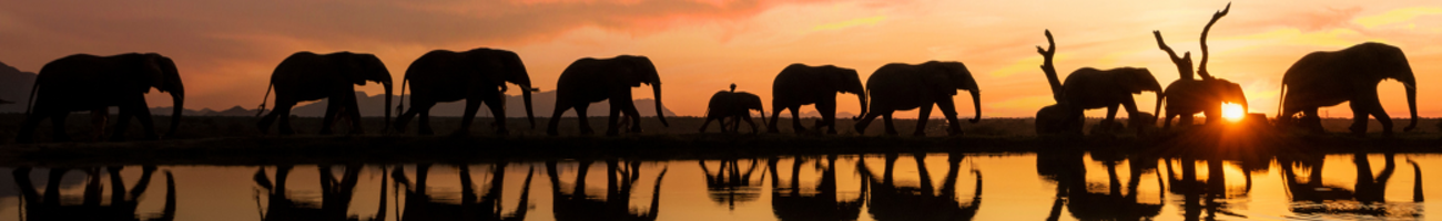 HERD Elephant Orphanage