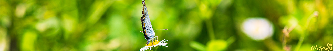 Gossamer-winged Butterflies