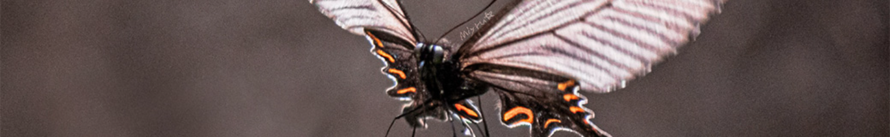 Beloved Butterflies