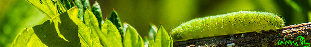 Caterpillars