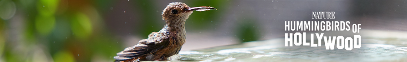 Hummingbirds of Hollywood