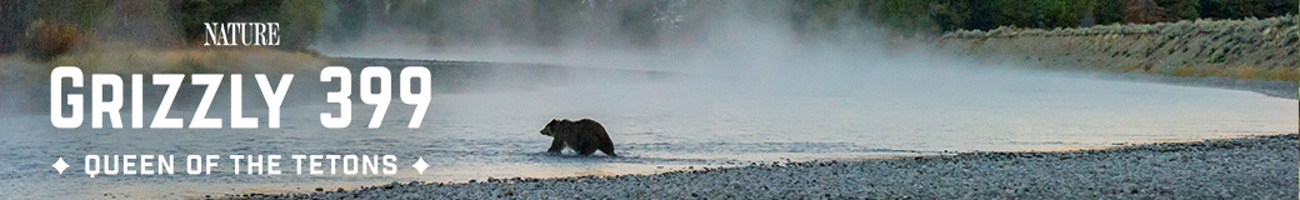 Grizzly 399: Queen of the Tetons