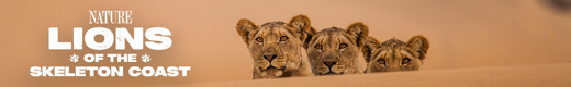 Lions of the Skeleton Coast