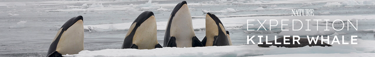 Expedition Killer Whale