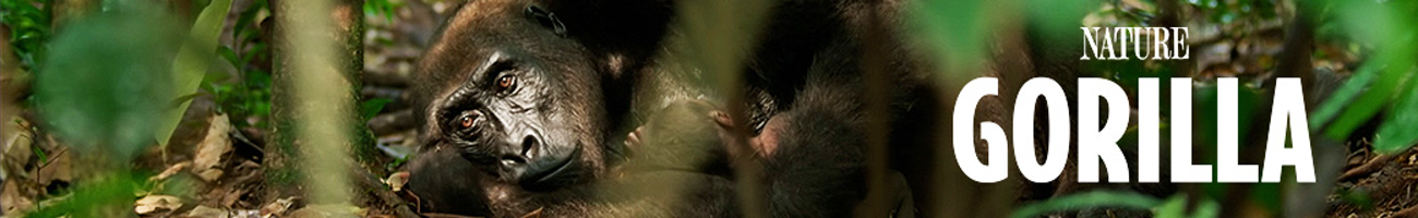 Gorilla