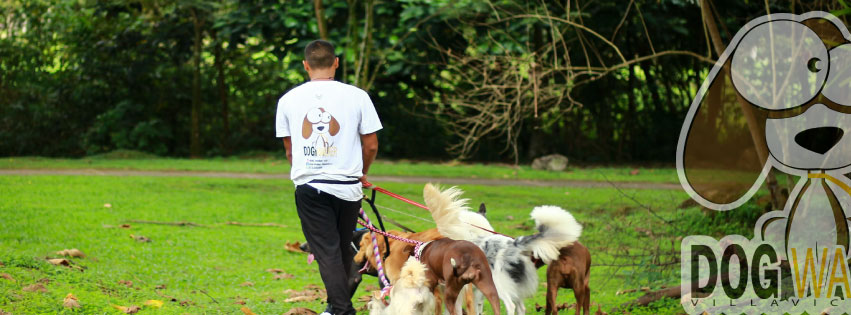 Dog Walker Villavicencio