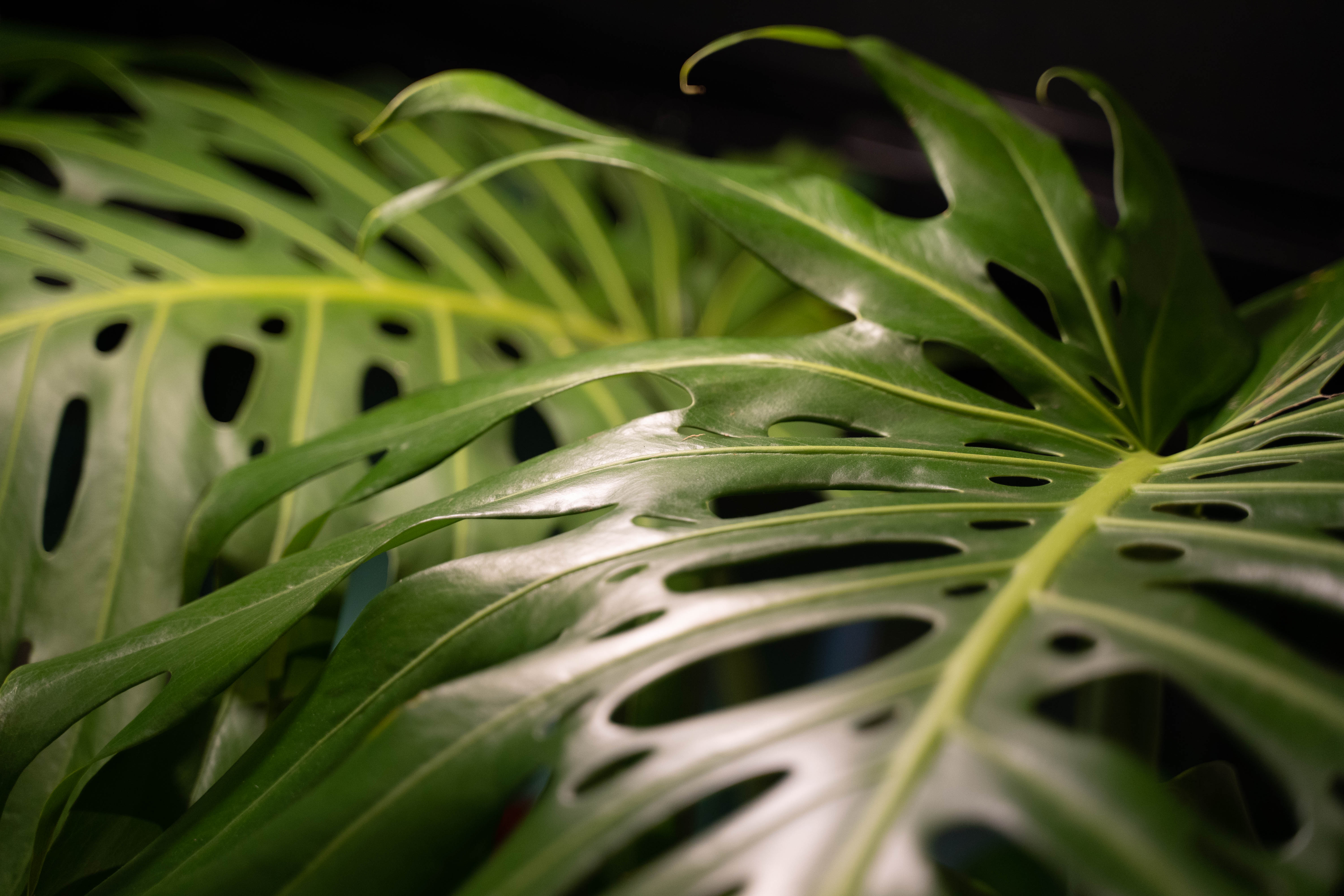 Hooked on Houseplants