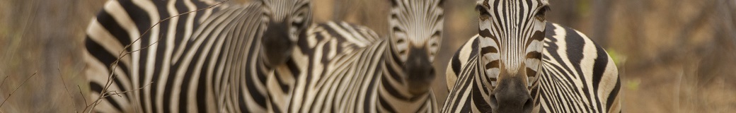 Yellow Zebra Safaris