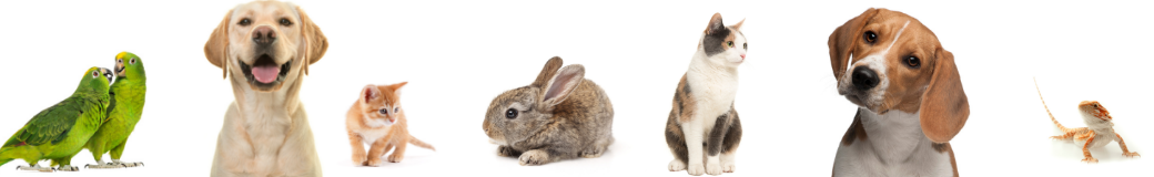 Animal Emergency & Referral Center of Minnesota