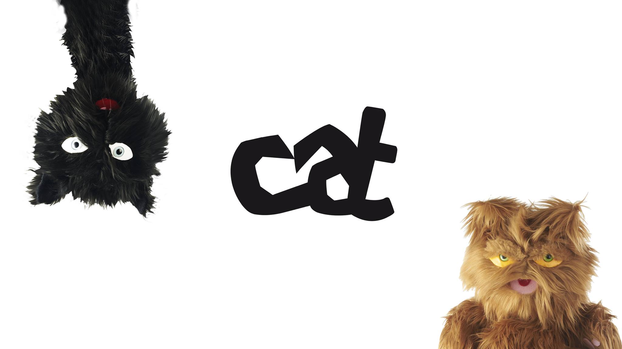 Cat - crew Armando Testa
