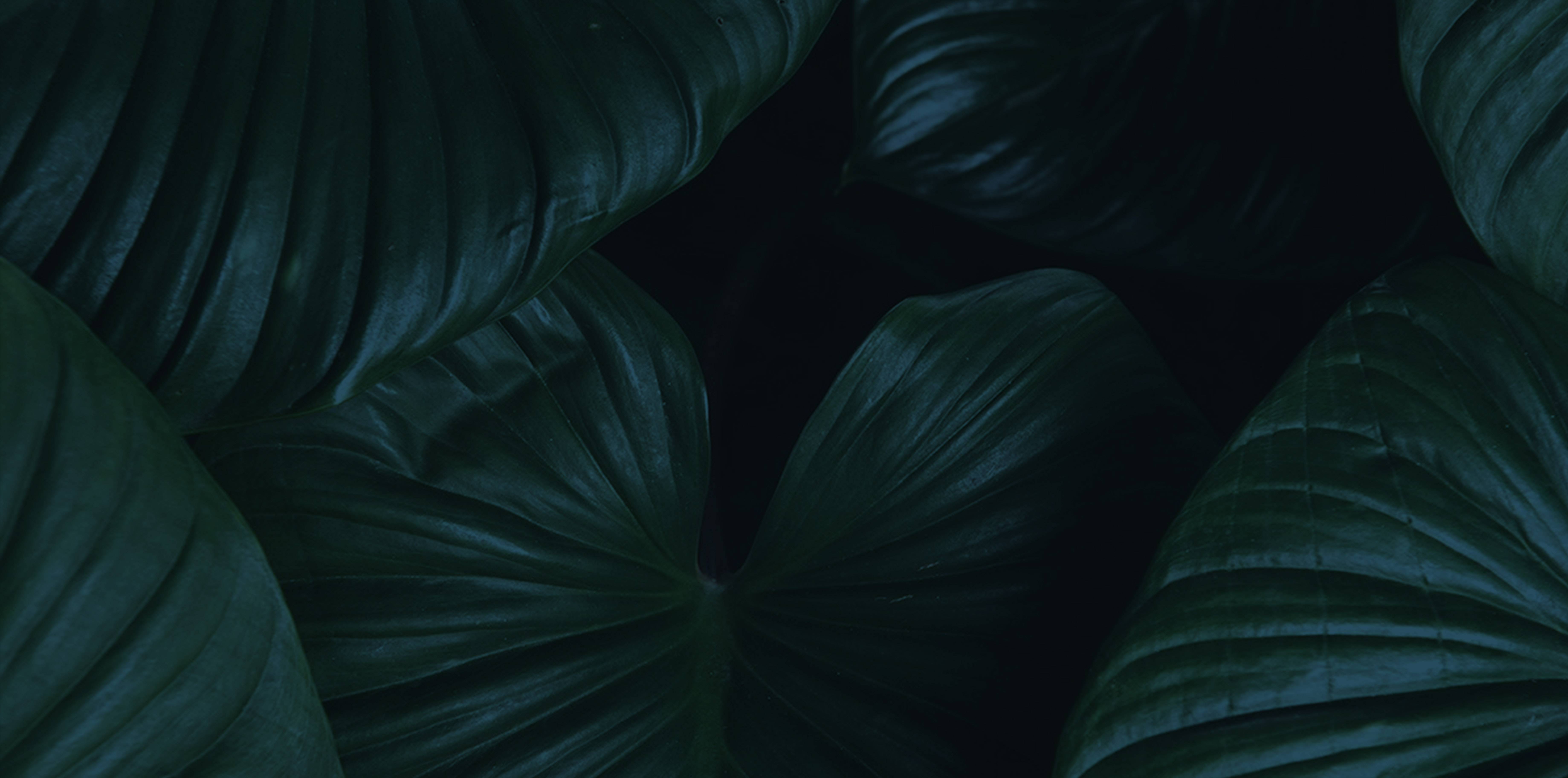 Halls of Ivy